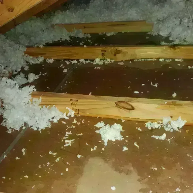 Attic Water Damage in Jefferson, LA